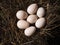 Large poultry eggs lie in the hay