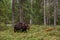 Large predator Brown bear, Ursus arctos looking for food in a summery Finnish taiga forest, Northern Europe.