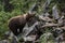 Large predator Brown bear, Ursus arctos sniffing in a summery Finnish taiga forest, Northern Europe.