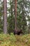 Large predator Brown bear, Ursus arctos sniffing in a summery Finnish taiga forest, Northern Europe.