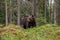 Large predator Brown bear, Ursus arctos sniffing in a summery Finnish taiga forest, Northern Europe.