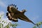 Large predatory bird at the time of takeoff. Sri Lanka.