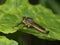 Large predatory fly on a green leaf