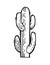 Large prickly cactus. An exotic southern plant from the desert. Outline sketch. Hand drawing is isolated on a white