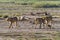 A large pride of lions in the savannah Amboseli. Kenya