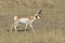 Large pronghorn in a grassy field