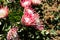 Large protea blooms on bush fully flowered