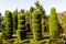 Large pruned shrubs at the botanic garden