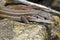 large psammodromus (psammodromus algirus) lizard
