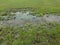 Large puddle on flooded green grass