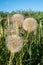 A large puff seed head - Western Salsify Tragopogon dubius in the Palouse region of Washington State