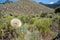 A large puff seed head - Western Salsify Tragopogon dubius in the Sawtooth Mountains of Idaho