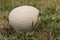 A large Puffball, calvatia utriformis, growing in the wild in in a meadow.