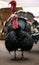 Large puffed up turkey with black feathers