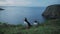 Large Puffin Colony Coastal Scenery, Rocky Cliffside Landscape in Cloudy Weather Conditions, Evening