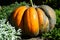 A large pumpkin grew on the farm. Halloween is coming soon.