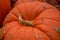 Large pumpkin up close on the ground