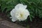 Large pure white flower of peony in May