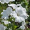 Large pure white Lavatera flowers in a garden