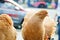 A large purebred brown pigeon looks into the camera