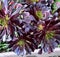 Large Purple Aeonium, Aeonium arboreum \'Zwartkop\' , succulent ornamental