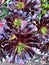 Large Purple Aeonium, Aeonium arboreum \'Zwartkop\' , succulent ornamental