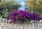 Large Purple Bougainvillea bush and Prickly Pear above a grey stone wall