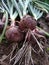 large purple bulbs lie on the ground. they\\\'ve just been taken out from the inside.