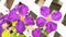 Large purple Clematis blooms