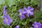 Large purple clematis flowers blossomed in the garden against. Close-up.