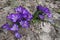 Large purple crocus flowers in spring