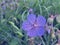 Large purple flower of meadow geranium against the background of vague summer meadow grass