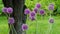 Large purple flowering heads Allium