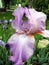 Large purple iris flower on the background of the garden.
