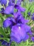 Large Purple Iris Flower in June