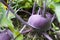 Large purple kohlrabi