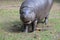 Large Pygmy Hippo with His Mouth Partially Open