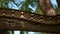A large Python with a bright ornamental pattern crawls along the trunk of a tropical tree.