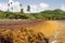 Large quantities of Sargassum seaweed lay ashore