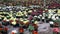 Large quantity of little brown garden pots with colorful primrose placed on the ground