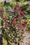 Large quantity of magenta-colored flowers of Celosia argentea var. cristata in September