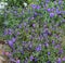 Large quantity small purple color flowers