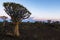Large quiver tree in Quiver Tree forest after sunset