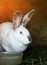 A large rabbit sits in a cage next to a Cup of water.