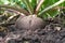 Large radish fruit in the ground