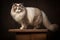 large ragdoll breed of cat on a dark background