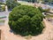 Large Rain Tree shady with green leaves growing in public park