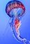 Large Rainbow Jellyfish