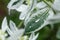 Large raindrop on a Euphorbia leaf. Decorative poisonous plant