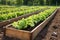 large raised wooden bed containing rows of radishes